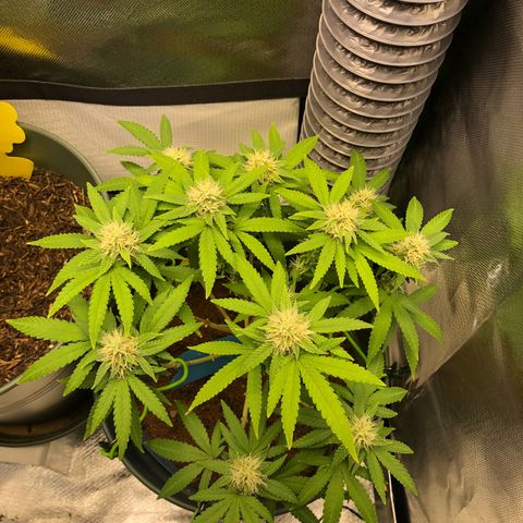 Henriette growlog timeline photo