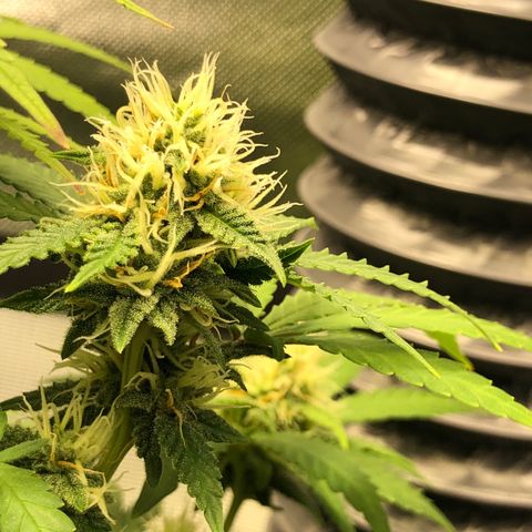 Henriette growlog timeline photo