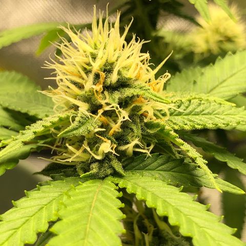 Henriette growlog timeline photo