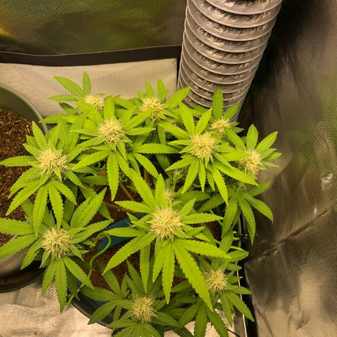 Henriette growlog timeline photo