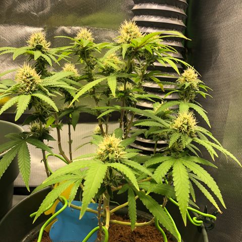 Henriette growlog timeline photo