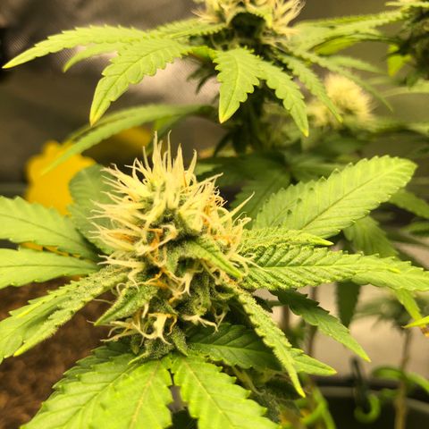 Henriette growlog timeline photo