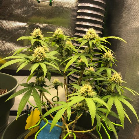 Henriette growlog timeline photo