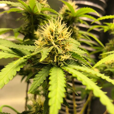 Henriette growlog timeline photo
