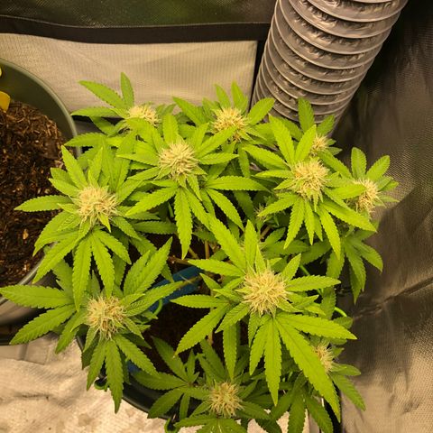 Henriette growlog timeline photo