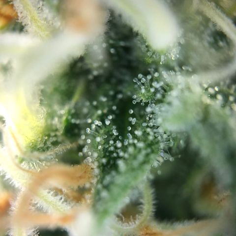 Henriette growlog timeline photo