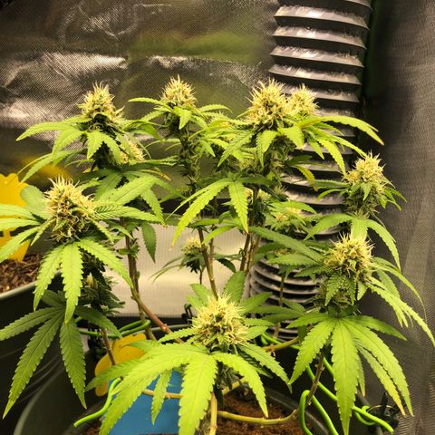 Henriette growlog timeline photo