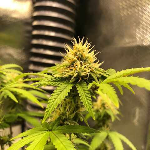 Henriette growlog timeline photo