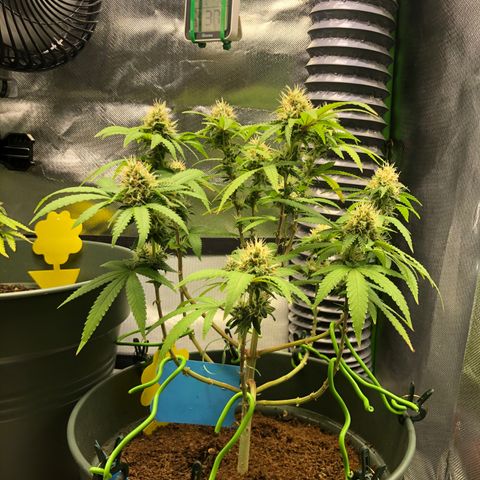 Henriette growlog timeline photo