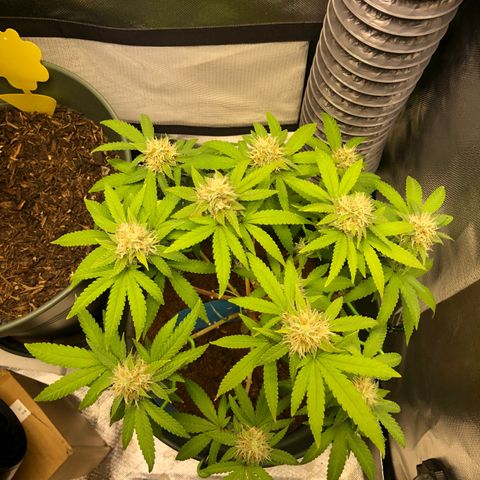 Henriette growlog timeline photo