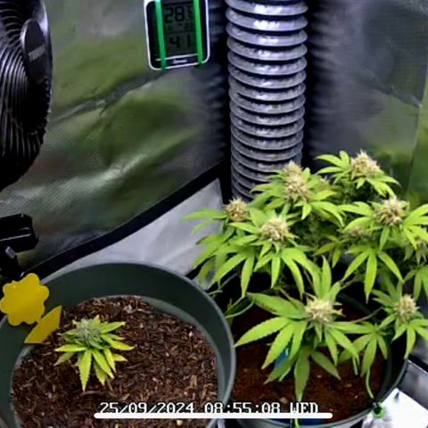 Henriette growlog timeline photo