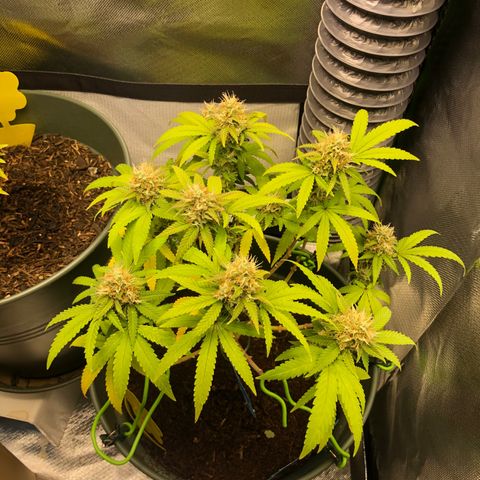 Henriette growlog timeline photo