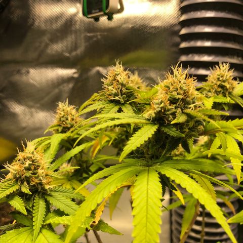 Henriette growlog timeline photo