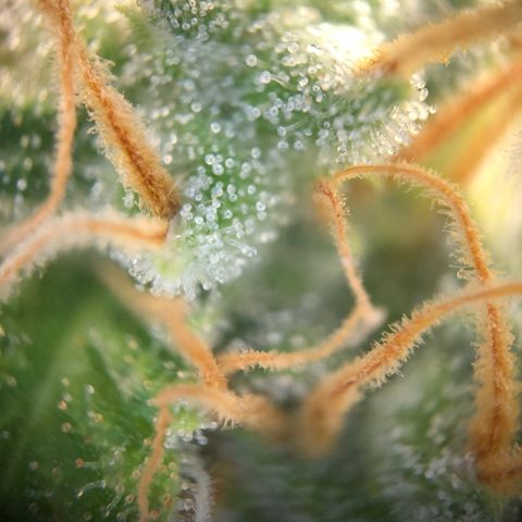 Henriette growlog timeline photo