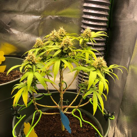 Henriette growlog timeline photo