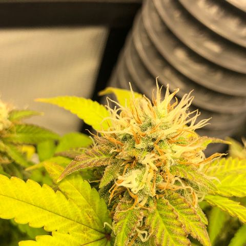 Henriette growlog timeline photo