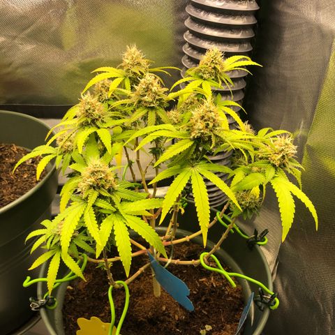 Henriette growlog timeline photo