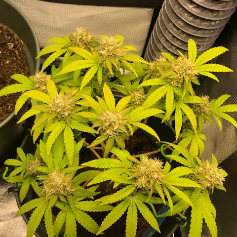 Henriette growlog timeline photo