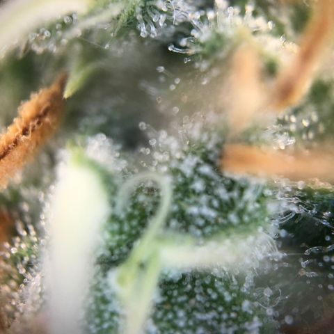 Henriette growlog timeline photo