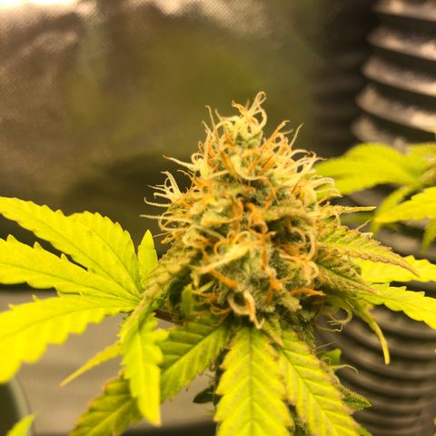 Henriette growlog timeline photo