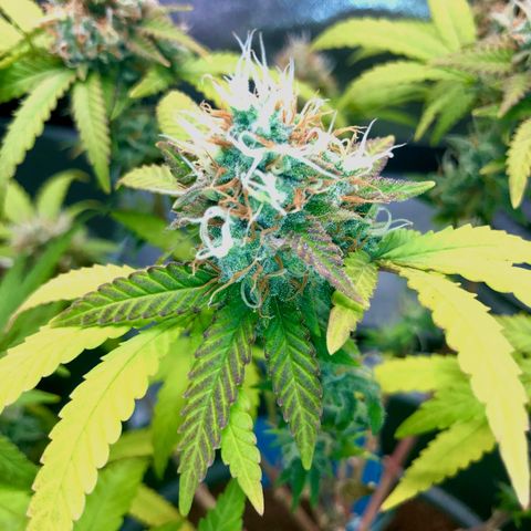 Henriette growlog timeline photo