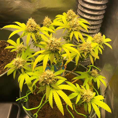 Henriette growlog timeline photo