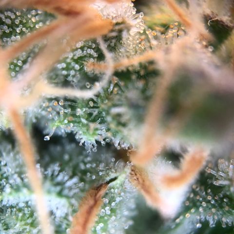 Henriette growlog timeline photo