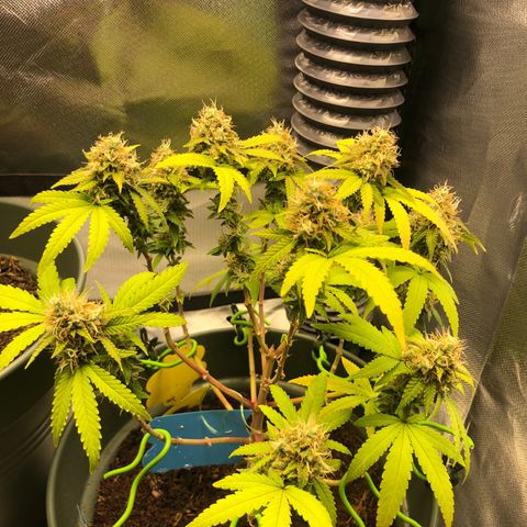 Henriette growlog timeline photo