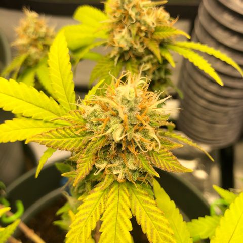 Henriette growlog timeline photo