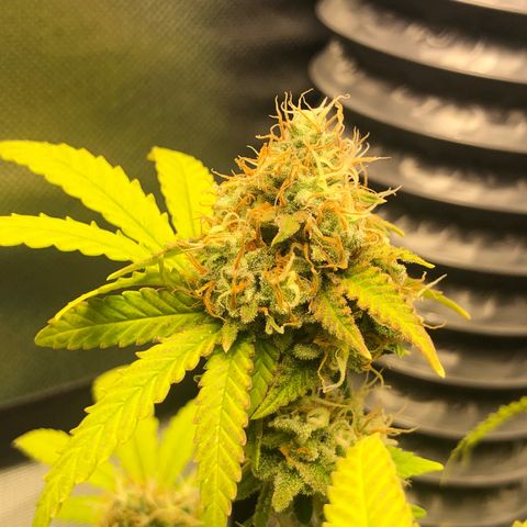 Henriette growlog timeline photo