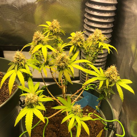 Henriette growlog timeline photo