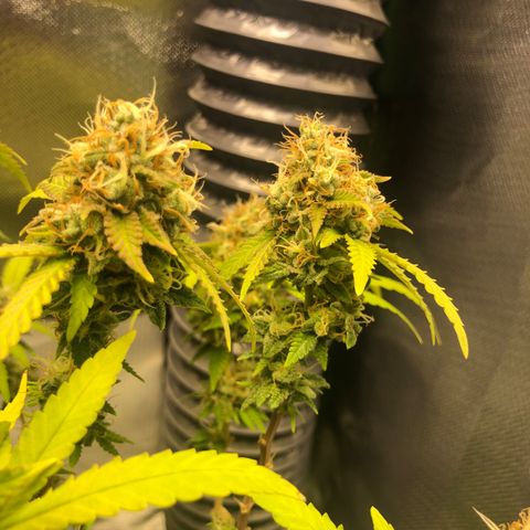 Henriette growlog timeline photo