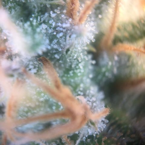 Henriette growlog timeline photo