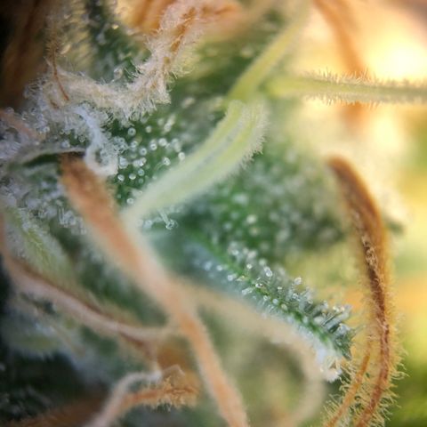 Henriette growlog timeline photo