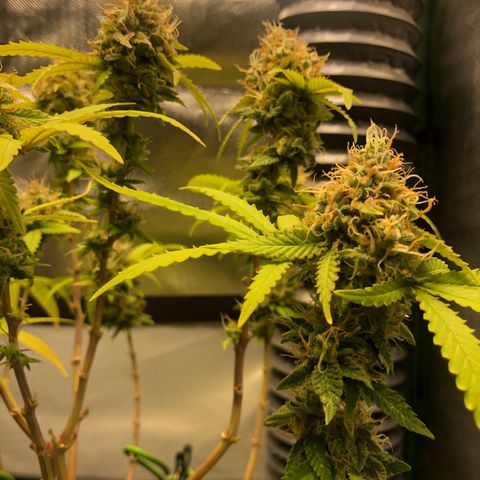 Henriette growlog timeline photo