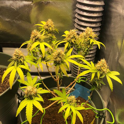 Henriette growlog timeline photo