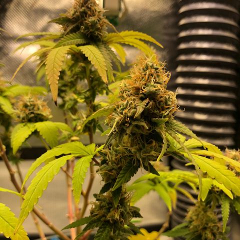 Henriette growlog timeline photo