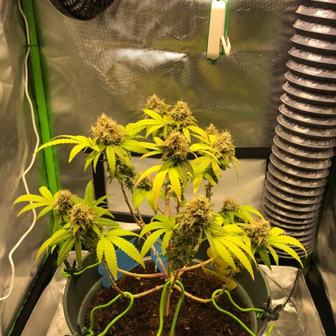 Henriette growlog timeline photo