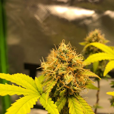 Henriette growlog timeline photo