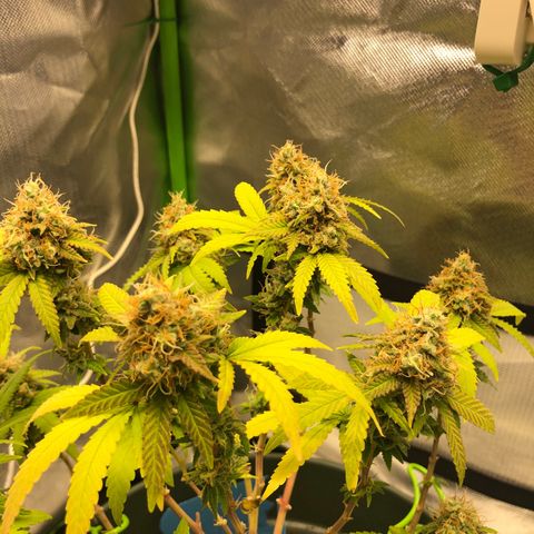 Henriette growlog timeline photo