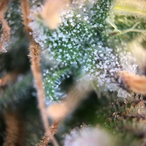 Henriette growlog timeline photo