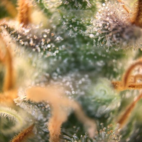 Henriette growlog timeline photo