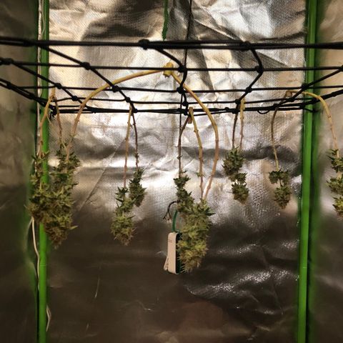 Henriette growlog timeline photo