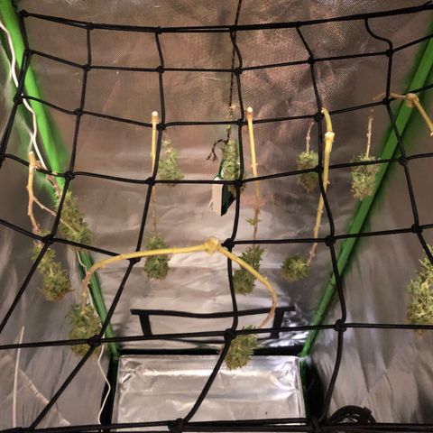 Henriette growlog timeline photo