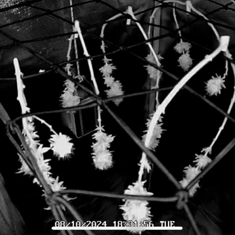 Henriette growlog timeline photo