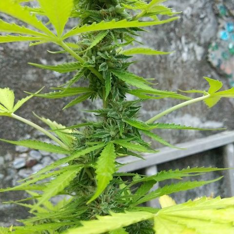Auto Jack growlog photo: C prêt😄😄😄😄😄😄