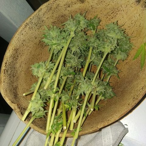 Auto Jack growlog photo: Hihihi