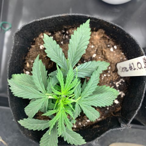 Qone 1.0 growlog timeline photo