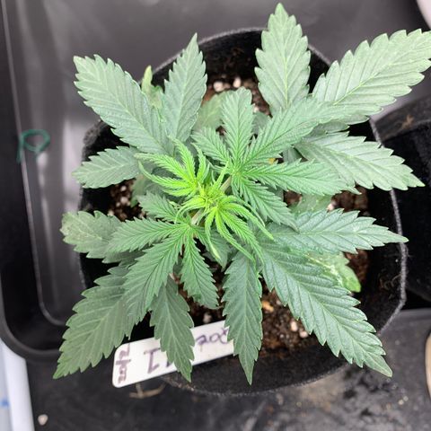 Qone 1.0 growlog timeline photo