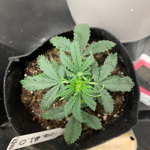 Qone 1.0 growlog timeline photo